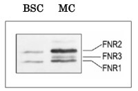 FNR2 | Ferredoxin NADP Reductase, isoprotein 2 (leaf) in the group Antibodies Plant/Algal / Photosynthesis / Electron transfer at Agrisera AB (Antibodies for research) (AS20 4438)